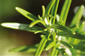 Propóleo Verde — Calmante y antioxidante